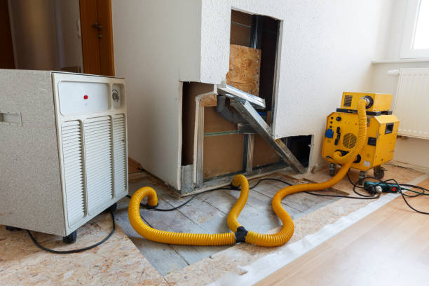 Trusted Forest City, IA Mold Removal Experts